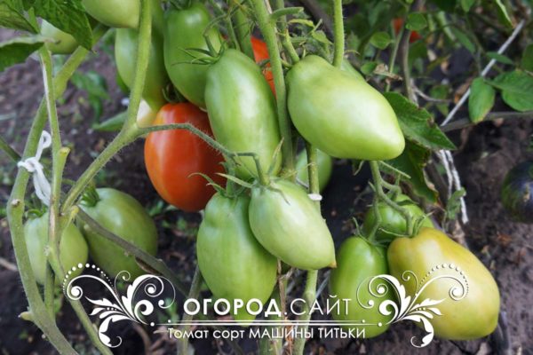 минусинские сорта томатов